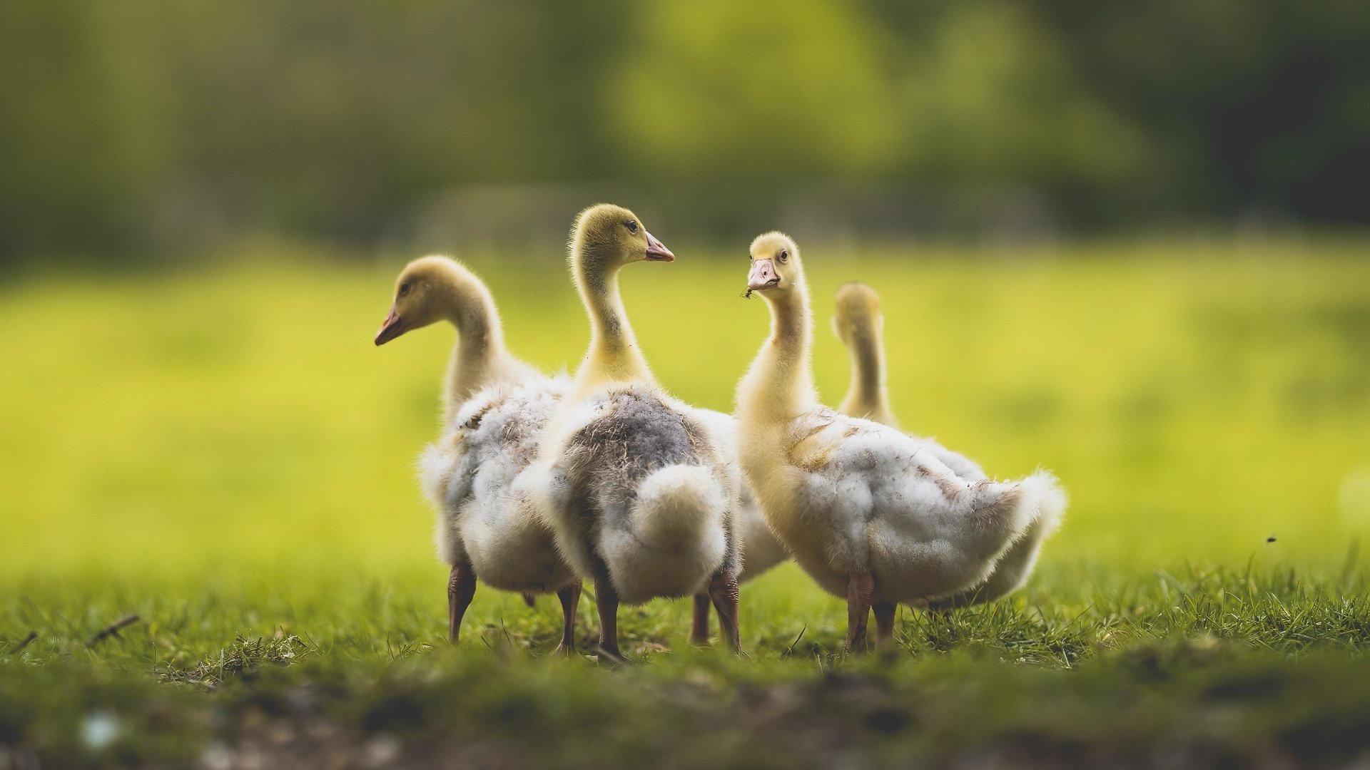 孤城与胜负手，德里赫特如何以一己之力重塑国家德比之夜
