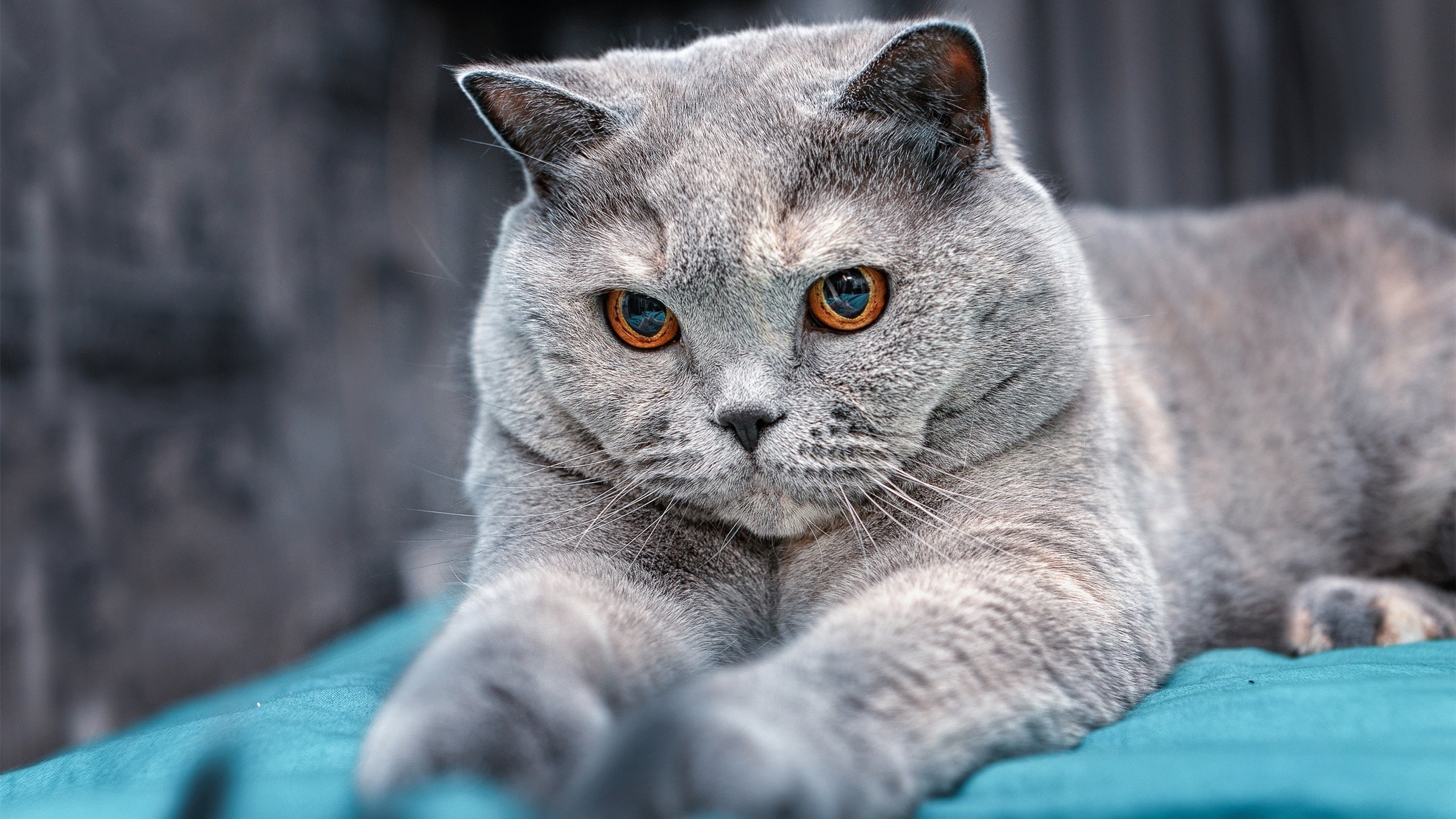 节奏为王，从西亚卡姆到辽篮爆冷，解析篮球运动的心跳定律