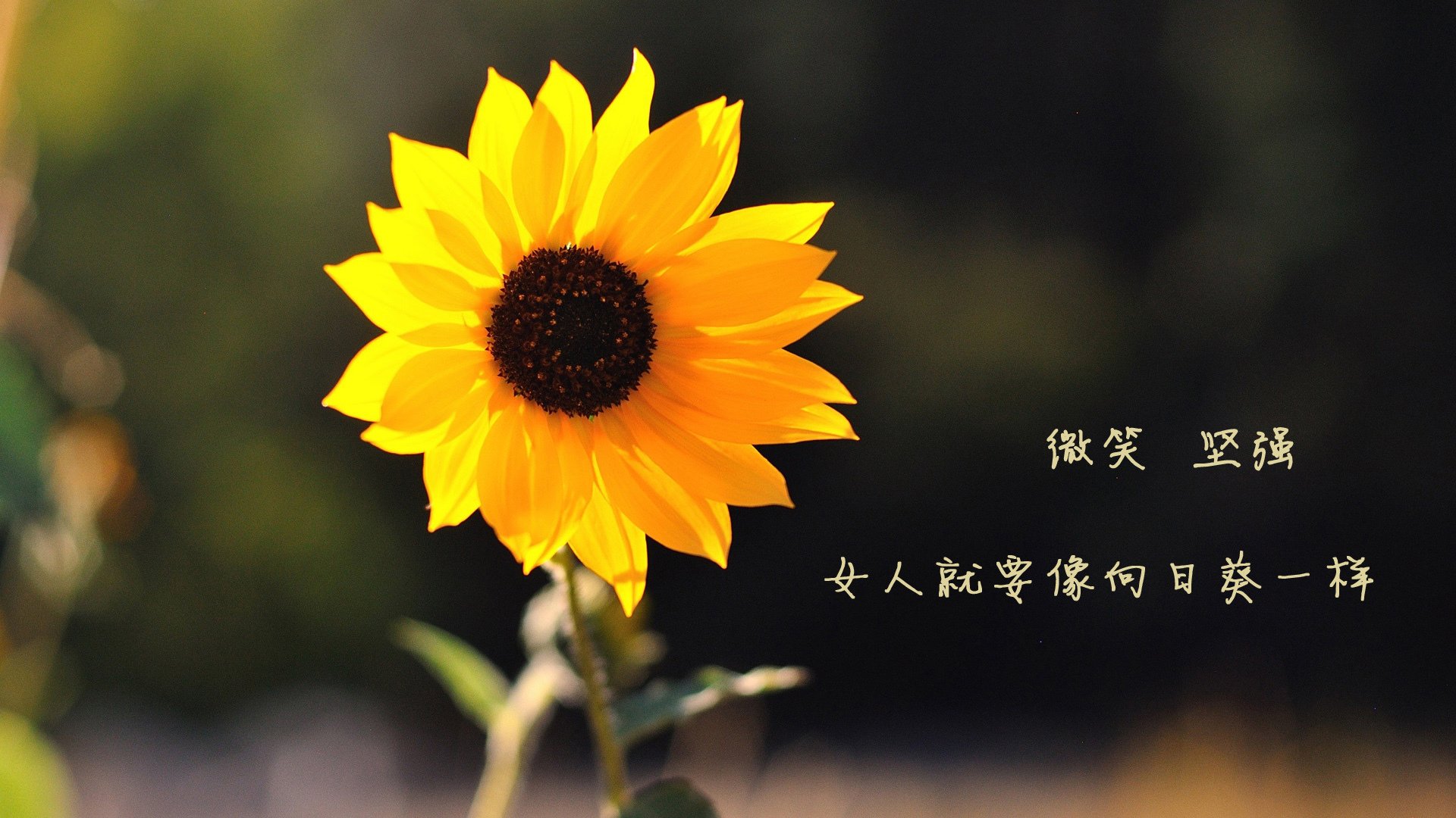 悉尼雨夜的神话，当替补门将的左脚改写了A组生死线